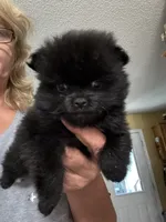 Cash, a male Pomeranian for sale in Hernando, MS – 2 of 5