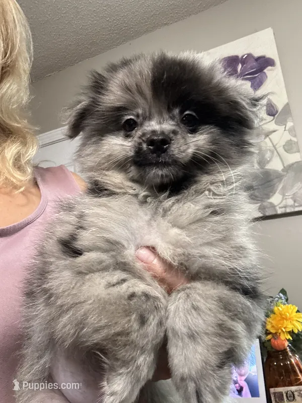 Romeo – Pomeranian puppy for sale in Hernando, MS
