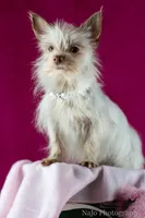 Tcup Tinker, a female Yorkshire Terrier for sale in Hernando, MS – Photo 6 of 7