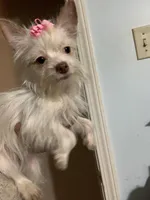 Tcup Tinker, a female Yorkshire Terrier for sale in Hernando, MS – Photo 2 of 7