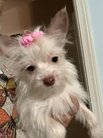 Tcup Tinker, a female Yorkshire Terrier for sale in Hernando, MS – Photo 4 of 7