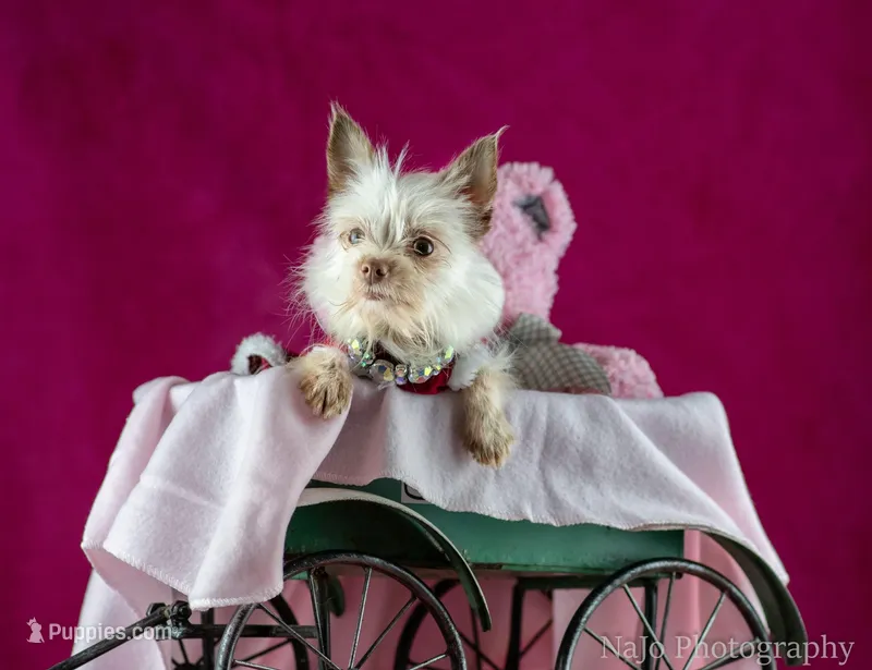 Tcup Tinker, a female Yorkshire Terrier for sale in Hernando, MS – Photo 1 of 7