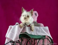 Tcup Tinker, a female Yorkshire Terrier for sale in Hernando, MS – Photo 1 of 7