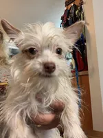 Tcup Tinker, a female Yorkshire Terrier for sale in Hernando, MS – Photo 3 of 7