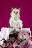 Tcup Tinker, a female Yorkshire Terrier for sale in Hernando, MS – Photo 5 of 7