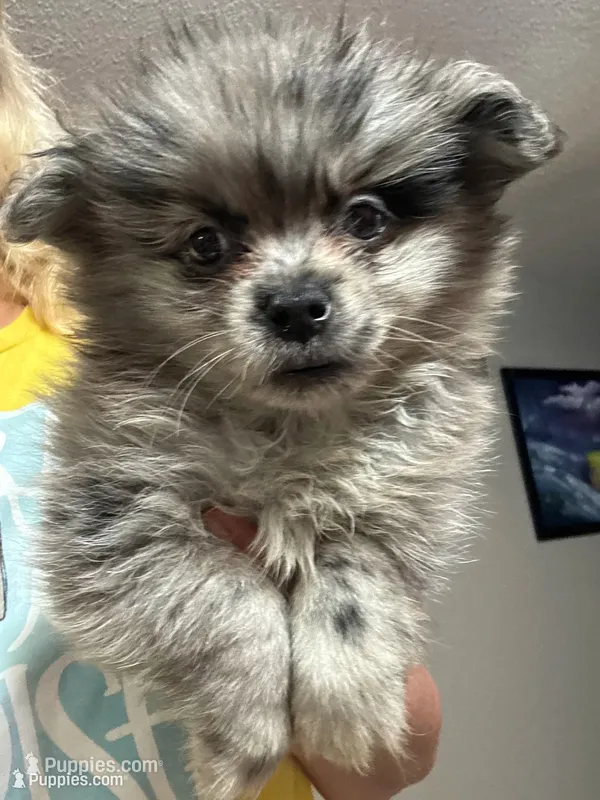 Romen – Pomeranian puppy for sale in Hernando, MS
