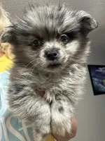Romen, a male Pomeranian for sale in Hernando, MS – 5 of 5