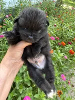Corey, a male Pomeranian for sale in Hernando, MS – 2 of 3