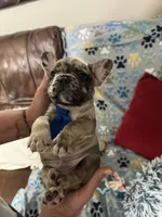 Hammer, a male French Bulldog for sale in Hernando, MS – 2 of 4