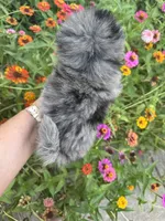 Romeo, a male Pomeranian for sale in Hernando, MS – 3 of 3