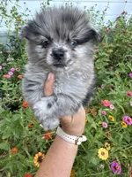 Romen, a male Pomeranian for sale in Hernando, MS – 4 of 5