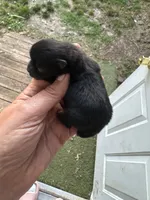 Cash, a male Pomeranian for sale in Hernando, MS – 3 of 5