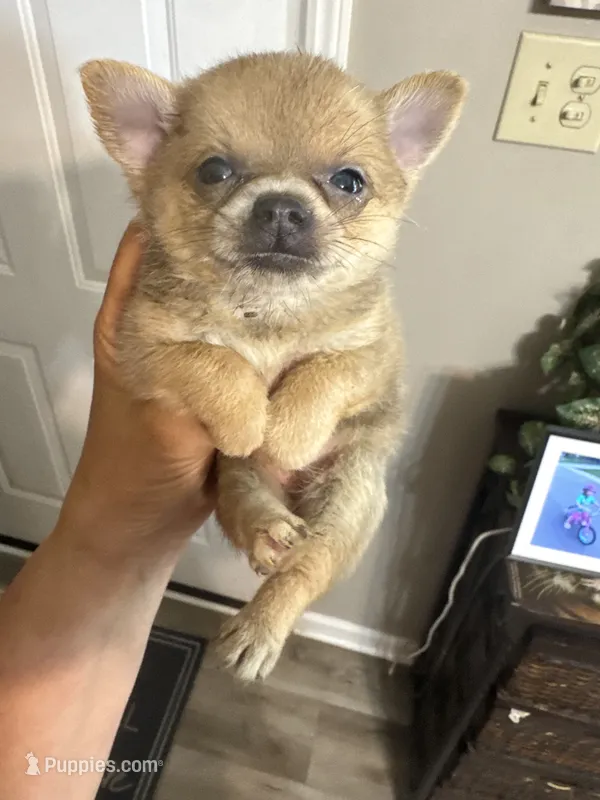 Bella – Pomchi puppy for sale in Hernando, MS