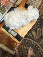 Jewel, a female Yorkshire Terrier for sale in Hernando, MS – 2 of 4