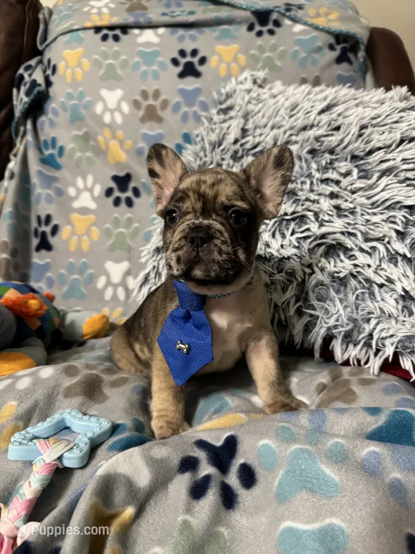 Hammer – French Bulldog puppy for sale in Hernando, MS