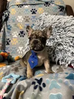 Hammer, a male French Bulldog for sale in Hernando, MS – 1 of 4