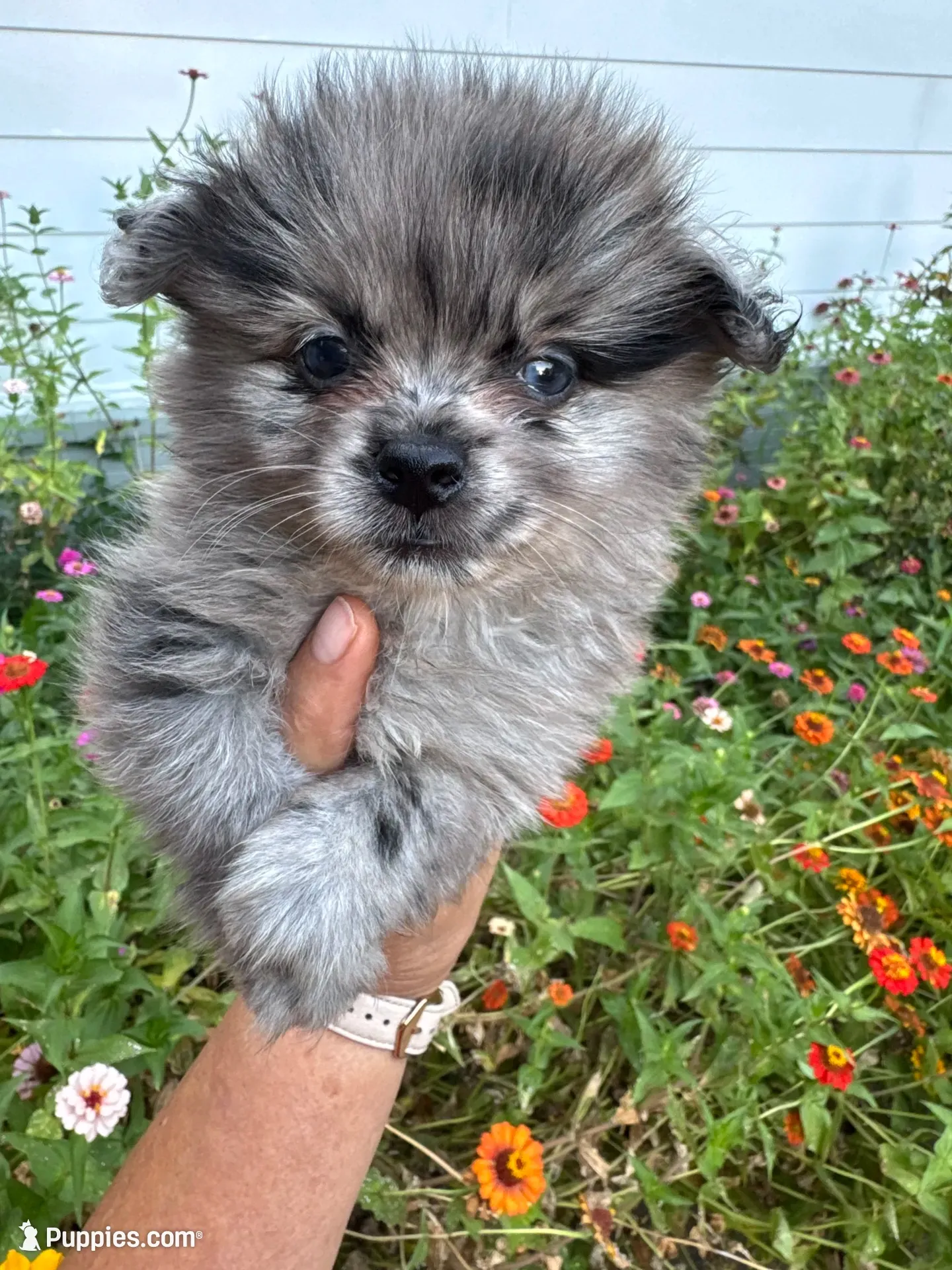 Romen, a male Pomeranian for sale in Hernando, MS – 4 of 4