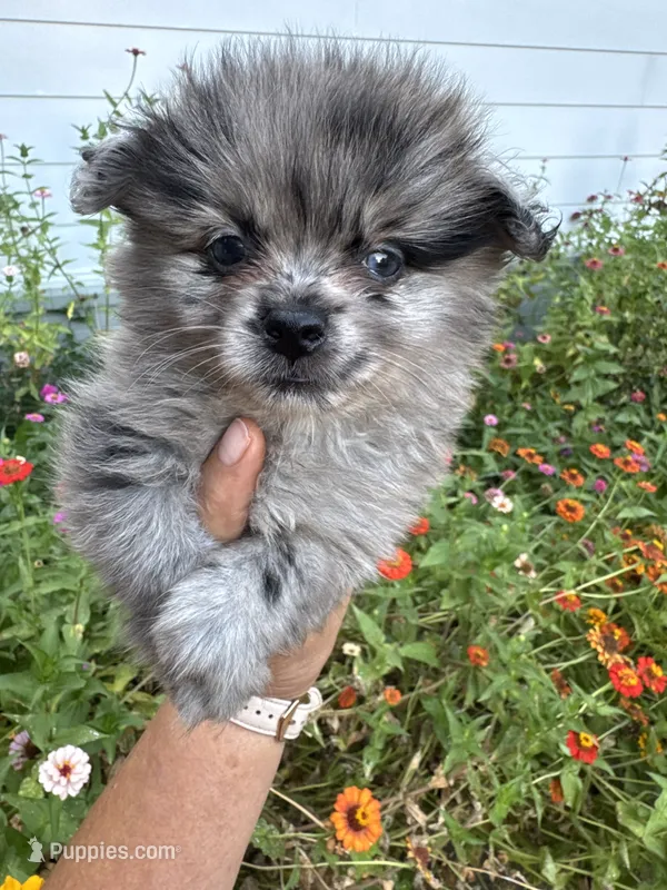 Romen – Pomeranian puppy for sale in Hernando, MS