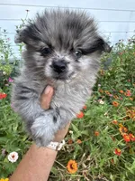 Romen, a male Pomeranian for sale in Hernando, MS – 1 of 5