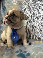 Tank, a male French Bulldog for sale in Hernando, MS – 3 of 5