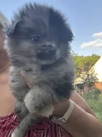 Romeo, a male Pomeranian for sale in Hernando, MS – 2 of 3