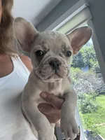 AKC Chanel, a female French Bulldog for sale in Hernando, MS – Photo 1 of 7