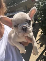 AKC Chanel, a female French Bulldog for sale in Hernando, MS – Photo 5 of 7