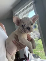 AKC Chanel, a female French Bulldog for sale in Hernando, MS – Photo 2 of 7