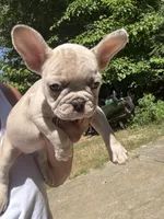 AKC Chanel, a female French Bulldog for sale in Hernando, MS – Photo 6 of 7