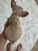 AKC Chanel, a female French Bulldog for sale in Hernando, MS – Photo 4 of 7