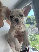 AKC Chanel, a female French Bulldog for sale in Hernando, MS – Photo 3 of 7