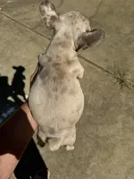 AKC Chanel, a female French Bulldog for sale in Hernando, MS – Photo 7 of 7