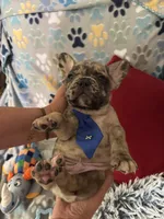 Hammer, a male French Bulldog for sale in Hernando, MS – 3 of 4