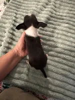 Candy, a female Chihuahua for sale in Hernando, MS – 6 of 7