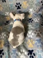 Ace, a male French Bulldog for sale in Hernando, MS – 4 of 4