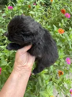 Corey, a male Pomeranian for sale in Hernando, MS – 3 of 3