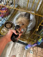Eden, a female Yorkshire Terrier for sale in Hernando, MS – 7 of 7