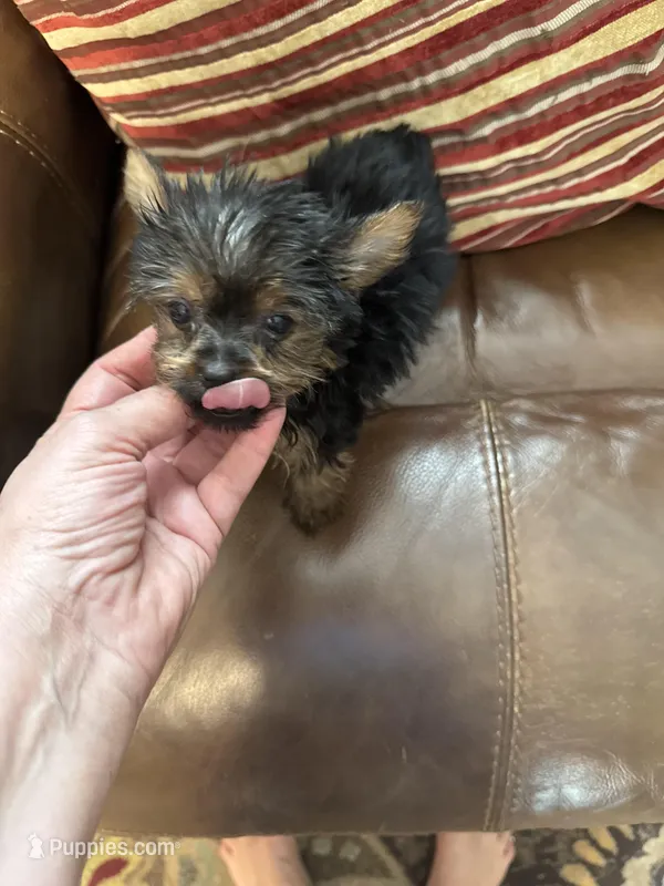 Carson, a male Yorkshire Terrier for sale in Hernando, MS – Photo 1 of 2