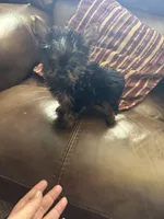Carson, a male Yorkshire Terrier for sale in Hernando, MS – Photo 2 of 2