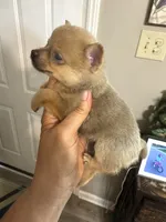 Bella, a female Pomchi for sale in Hernando, MS – 3 of 3