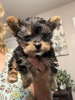 Eden, a female Yorkshire Terrier for sale in Hernando, MS – 3 of 7