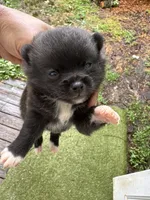 Piper, a female Pomchi for sale in Hernando, MS – 2 of 2