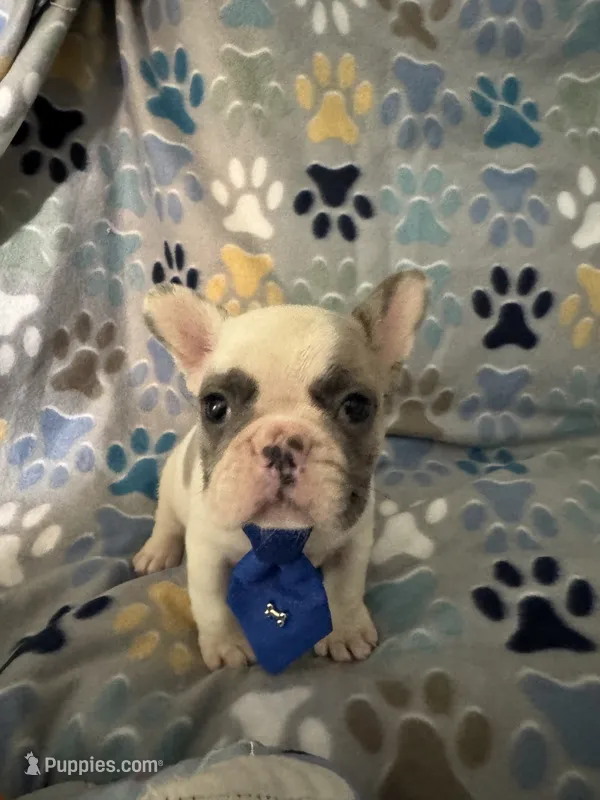 Ace – French Bulldog puppy for sale in Hernando, MS