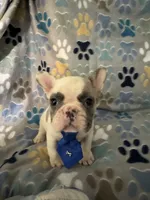 Ace, a male French Bulldog for sale in Hernando, MS – 1 of 4