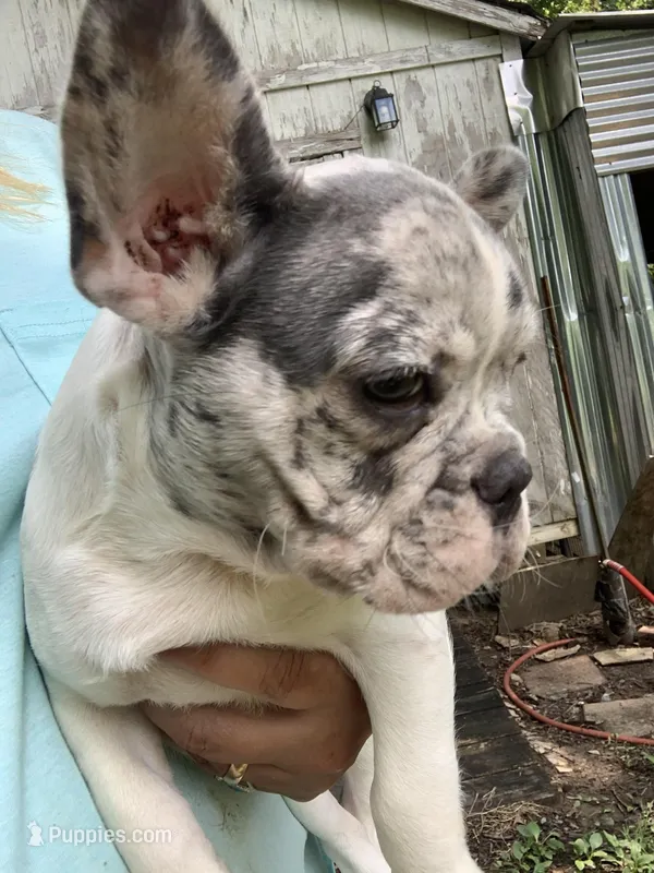 AKC Diamond, a female French Bulldog for sale in Hernando, MS – Photo 1 of 3