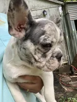 AKC Diamond, a female French Bulldog for sale in Hernando, MS – Photo 1 of 3