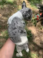 AKC Diamond, a female French Bulldog for sale in Hernando, MS – Photo 3 of 3