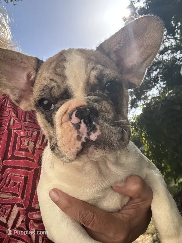 Tank – French Bulldog puppy for sale in Hernando, MS