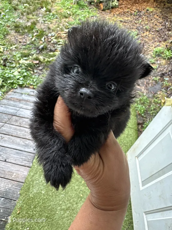 Cash – Pomeranian puppy for sale in Hernando, MS