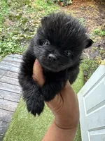 Cash, a male Pomeranian for sale in Hernando, MS – 1 of 5